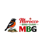 morocco bird tours