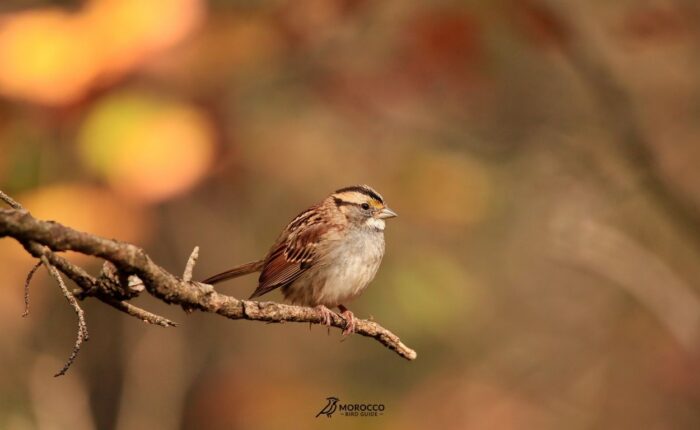 10 Day Birding Itinerary From Agadir Morocco