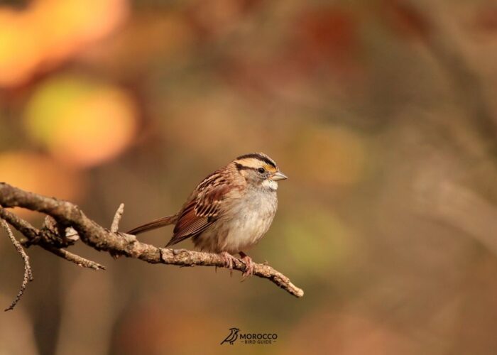 10 Day Birding Itinerary From Agadir Morocco