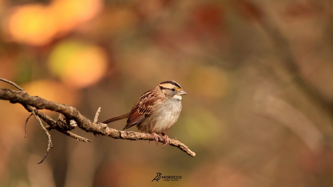 10 Day Birding Itinerary From Agadir Morocco