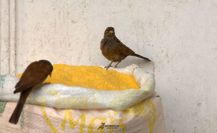 10 Day Birding Tour From Marrakech