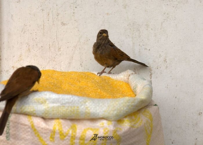 10 Day Birding Tour From Marrakech