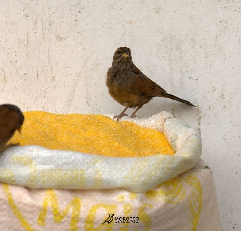 10 Day Birding Tour From Marrakech