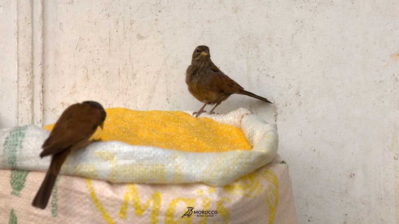 10 Day Birding Tour From Marrakech