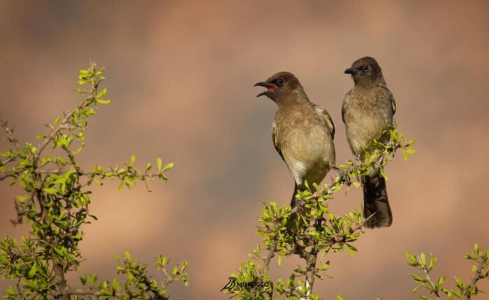 Birdwatching scenery during 11 Days Birding Tour in Morocco across diverse habitats