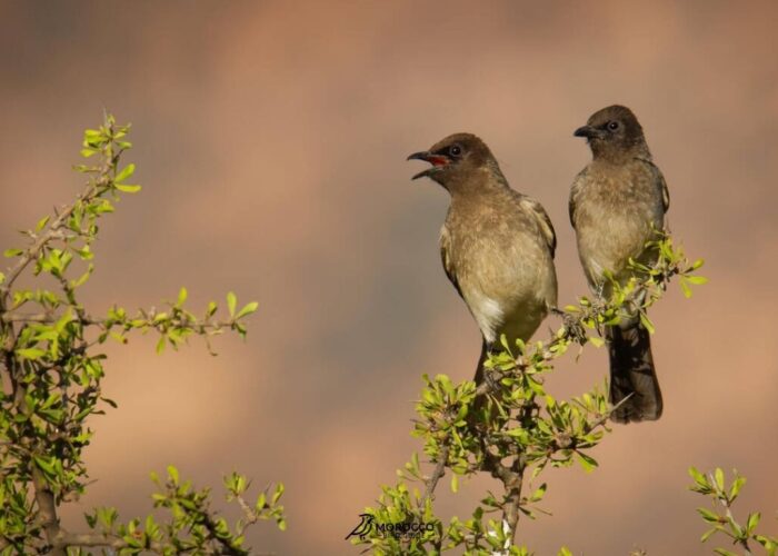 Birdwatching scenery during 11 Days Birding Tour in Morocco across diverse habitats
