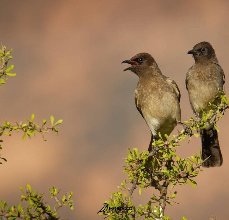 Birdwatching scenery during 11 Days Birding Tour in Morocco across diverse habitats