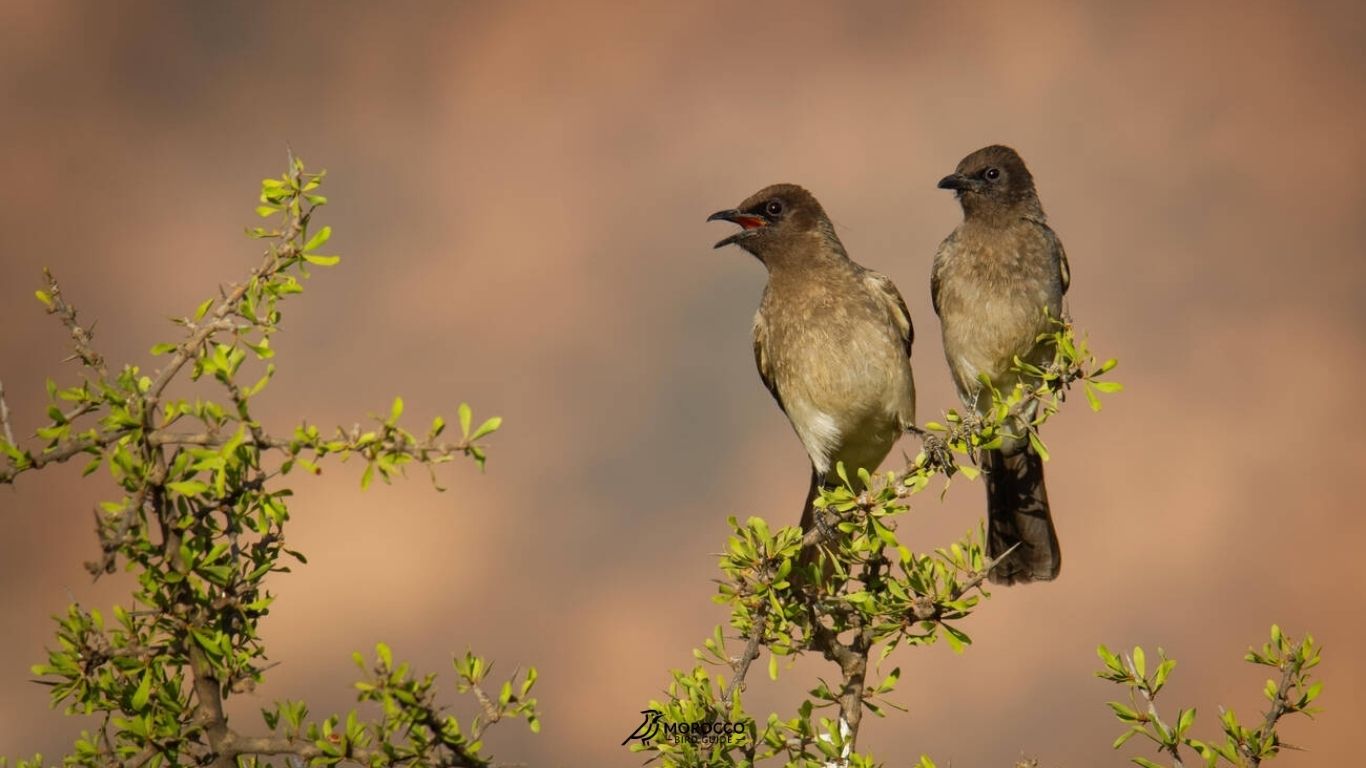 Birdwatching scenery during 11 Days Birding Tour in Morocco across diverse habitats