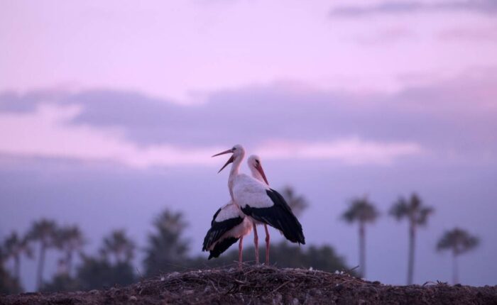 12 Days Bird Watching Morocco Itinerary