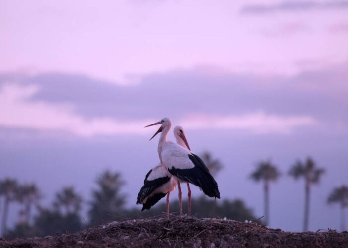 12 Days Bird Watching Morocco Itinerary