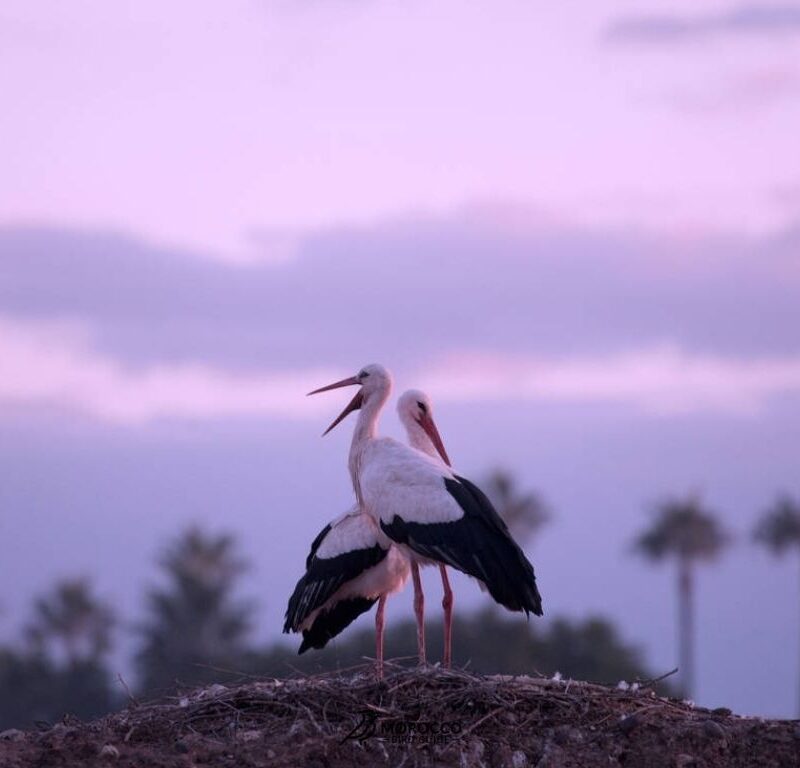 12 Days Bird Watching Morocco Itinerary