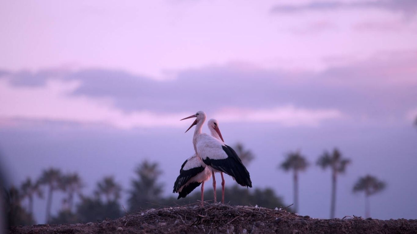 12 Days Bird Watching Morocco Itinerary