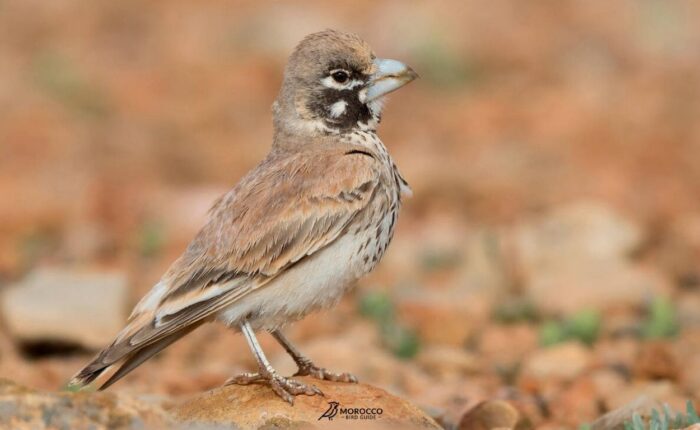 2 Day Birdwatching Tour from Marrakech