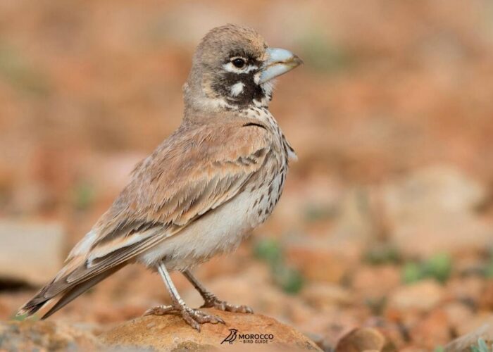 2 Day Birdwatching Tour from Marrakech