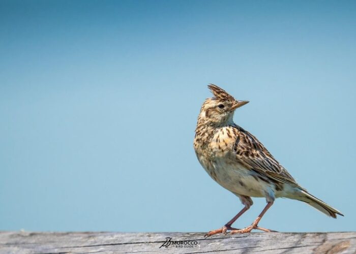 3 Day Birding Tour Marrakech To Boumalne Dades
