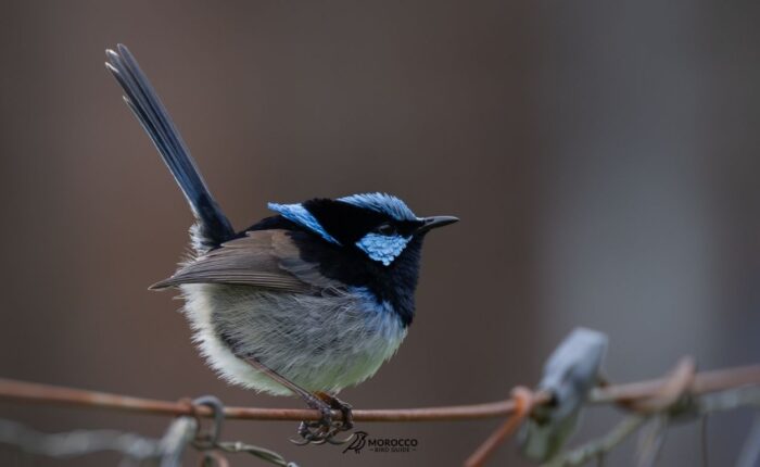 4 Day Birding Tour From Agadir