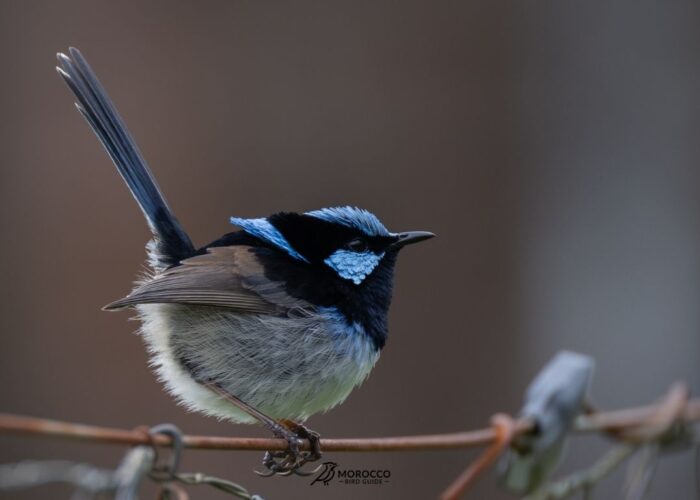 4 Day Birding Tour From Agadir