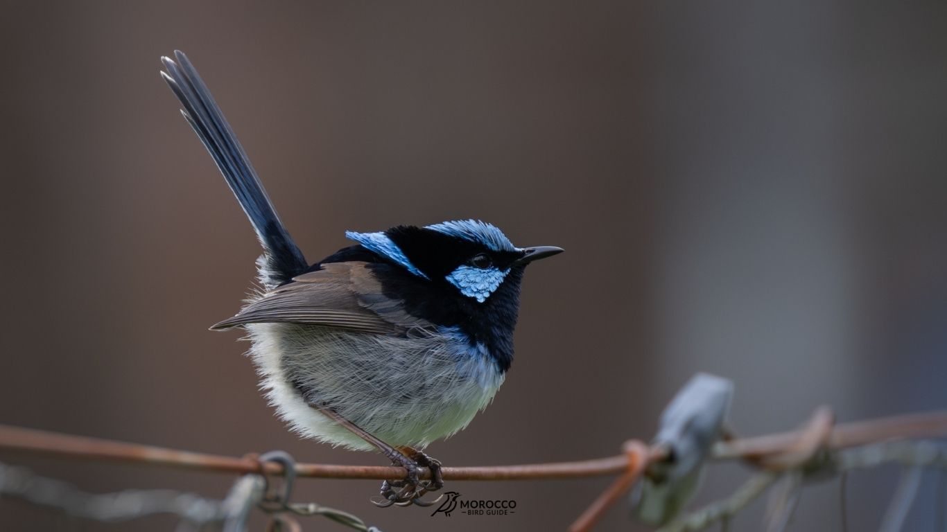 4 Day Birding Tour From Agadir
