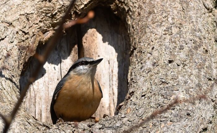 4 Day Birding Tour Marrakech To Boumalne Dades