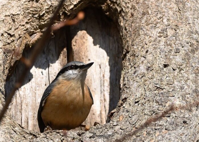 4 Day Birding Tour Marrakech To Boumalne Dades