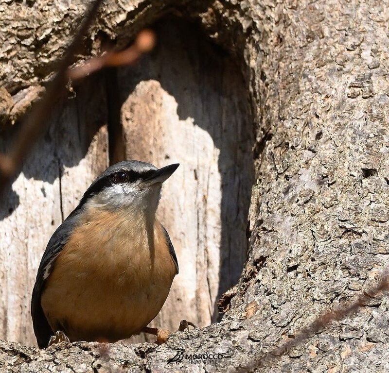 4 Day Birding Tour Marrakech To Boumalne Dades