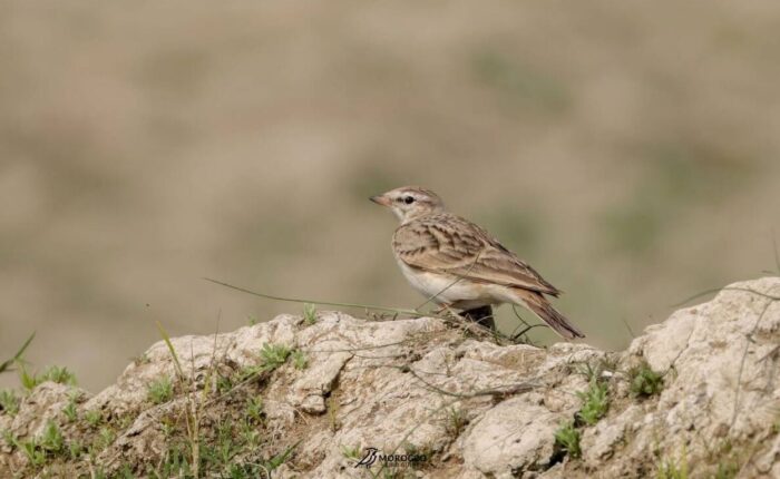5 Day Birding Tour Marrakech To Agadir