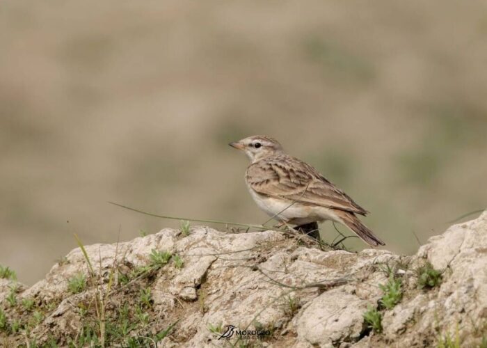 5 Day Birding Tour Marrakech To Agadir