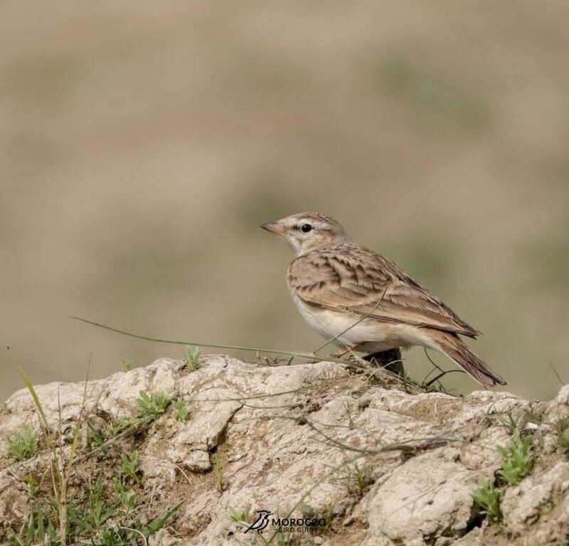 5 Day Birding Tour Marrakech To Agadir