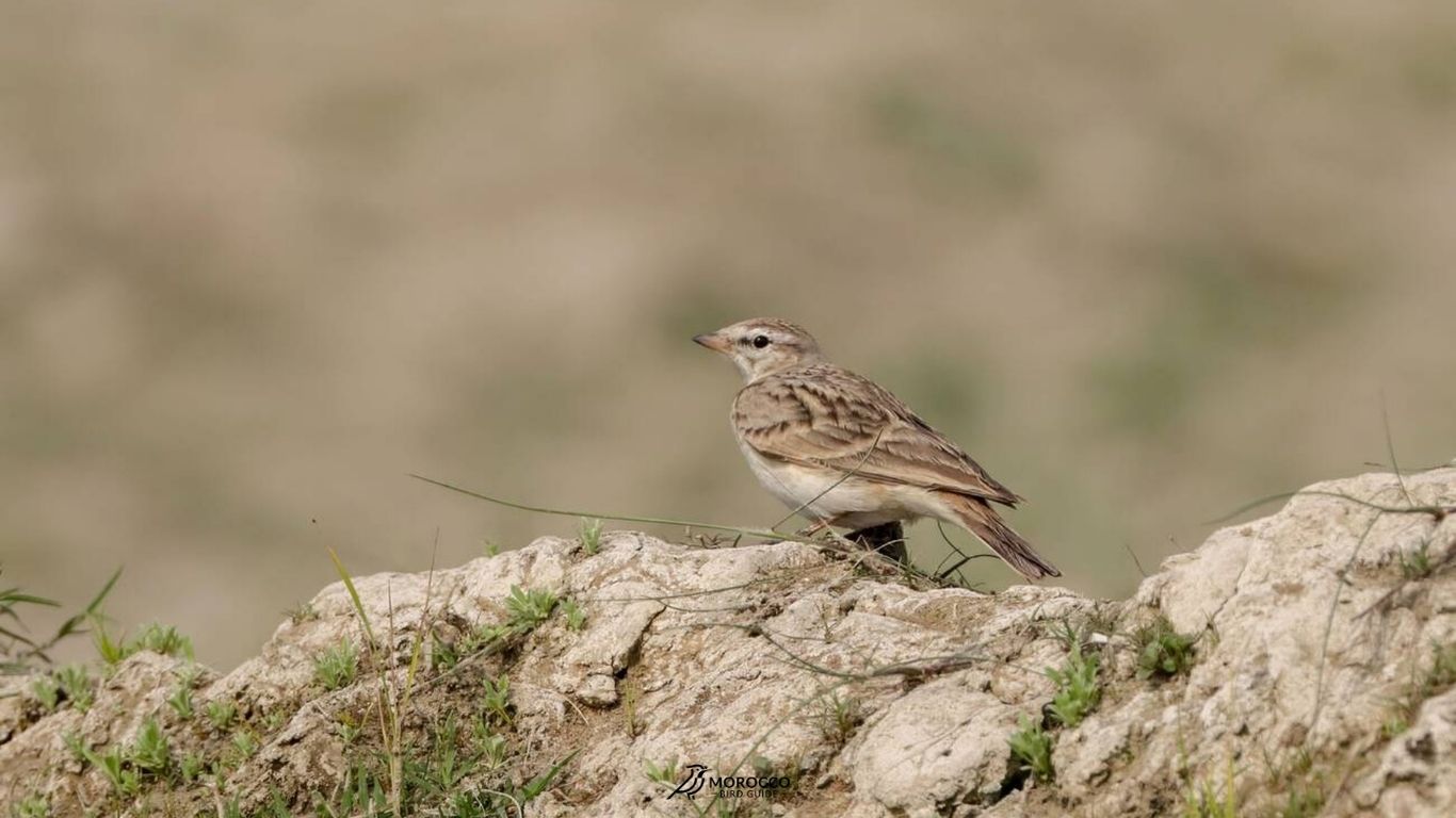 5 Day Birding Tour Marrakech To Agadir