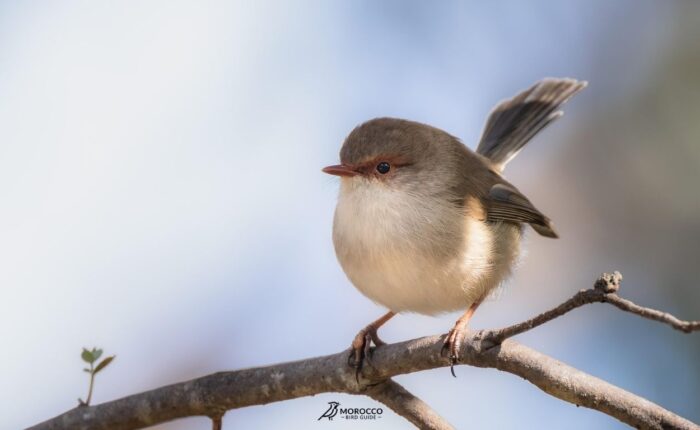 6 Day Marrakech To Desert Birding Tour