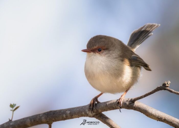 6 Day Marrakech To Desert Birding Tour