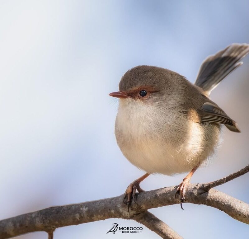 6 Day Marrakech To Desert Birding Tour