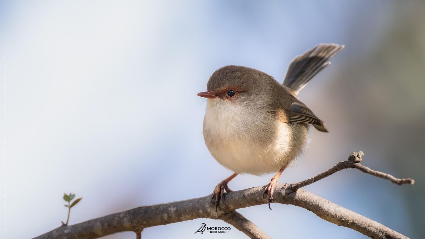 6 Day Marrakech To Desert Birding Tour