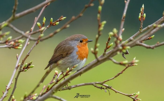 7 Day Morocco Birding Tour From Agadir