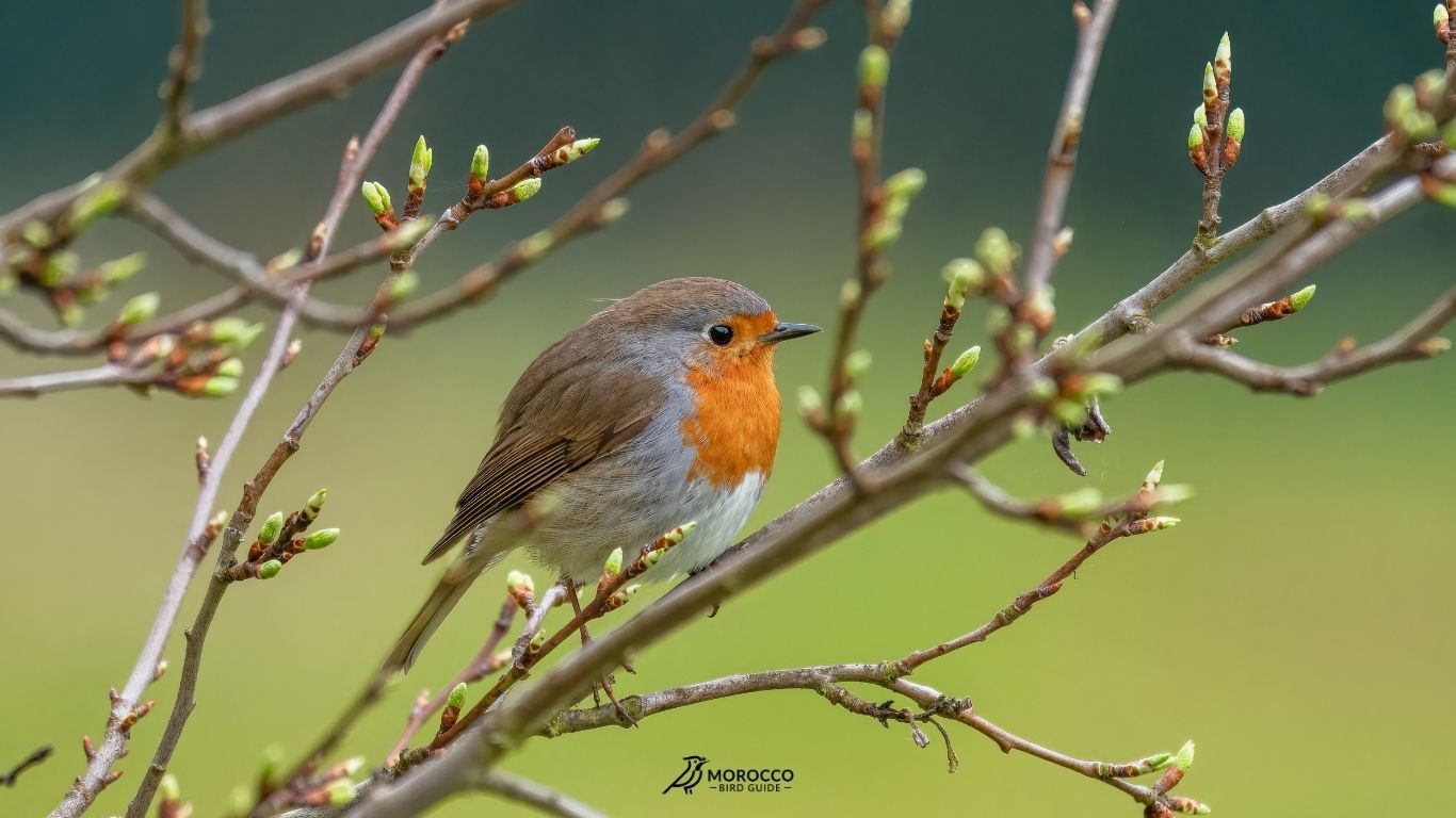 7 Day Morocco Birding Tour From Agadir