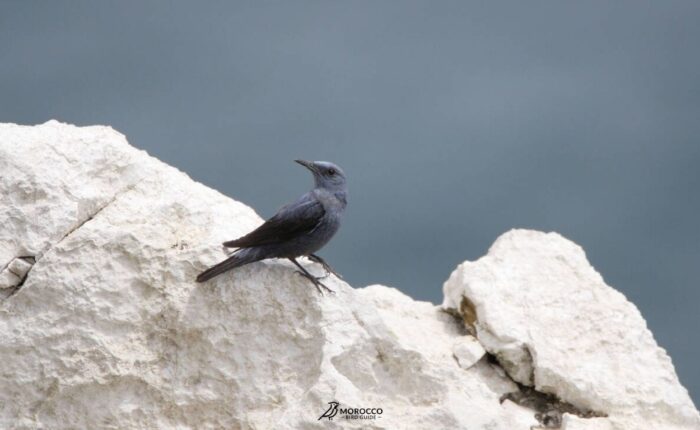 9 Day Birding Tour From Marrakech