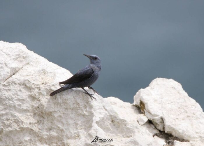 9 Day Birding Tour From Marrakech