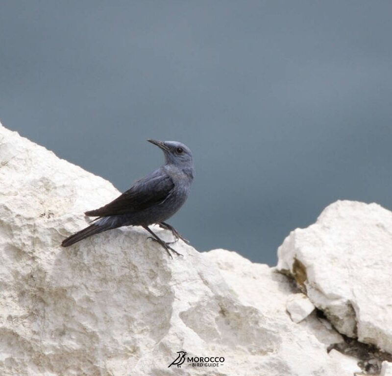 9 Day Birding Tour From Marrakech