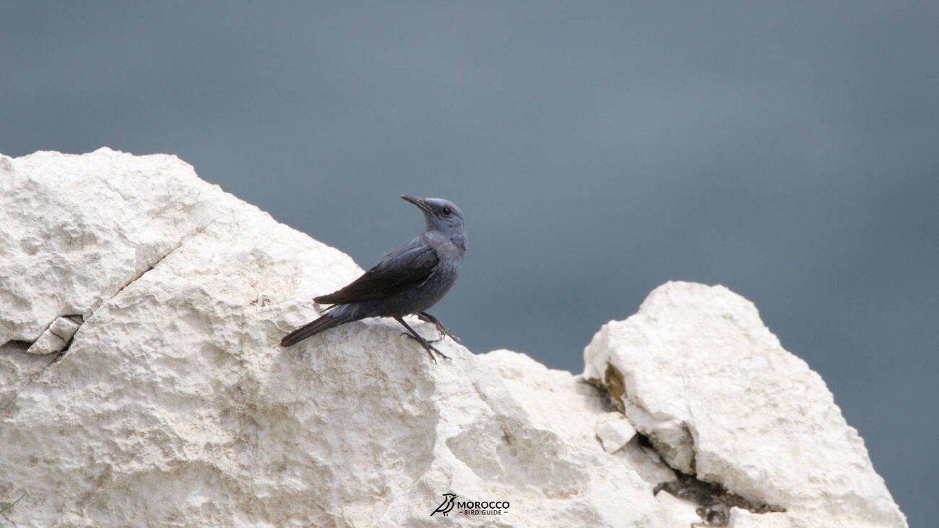 9 Day Birding Tour From Marrakech
