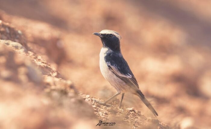 Best 8 Day Bird Watching in Morocco bird guide