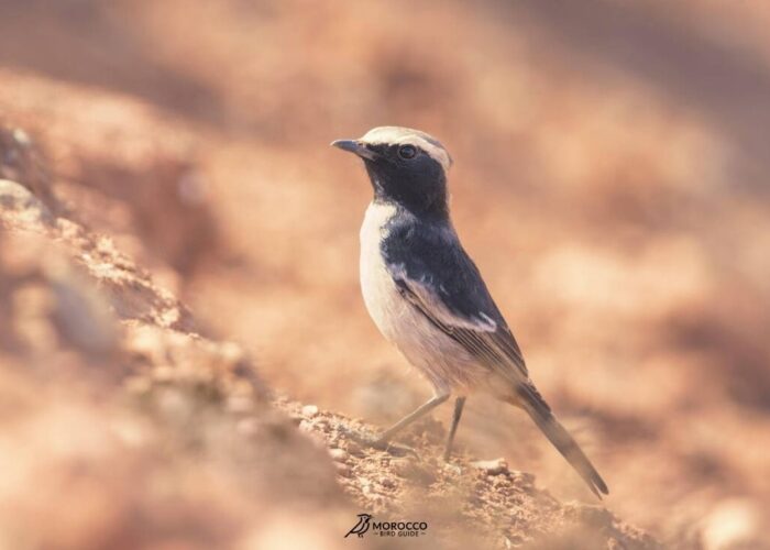 Best 8 Day Bird Watching in Morocco bird guide