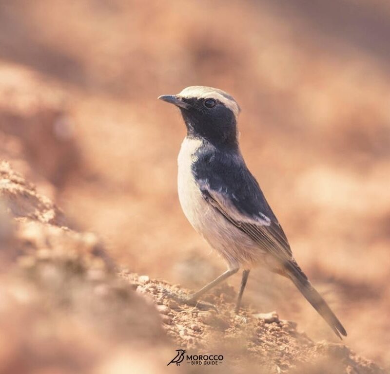 Best 8 Day Bird Watching in Morocco bird guide