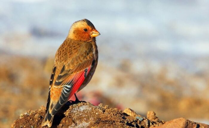 Bird Day Trip From Marrakech