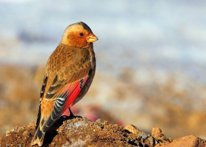 Bird Day Trip From Marrakech