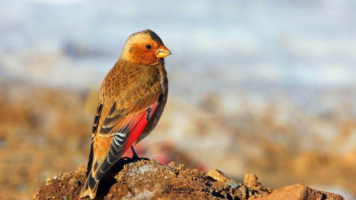 Bird Day Trip From Marrakech