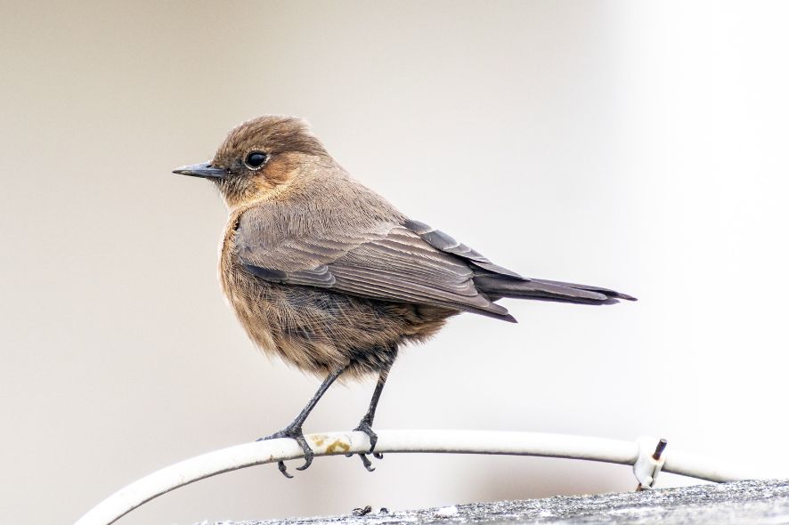 Birding Tour From Agadir