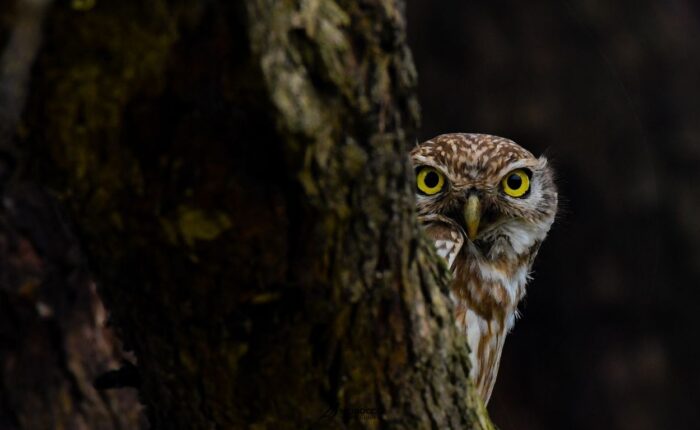 Birding Tour In Morocco with morocco bird guide