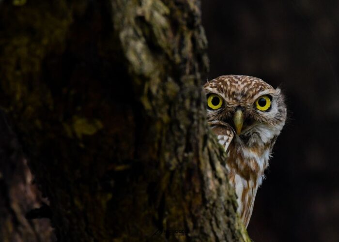 Birding Tour In Morocco with morocco bird guide