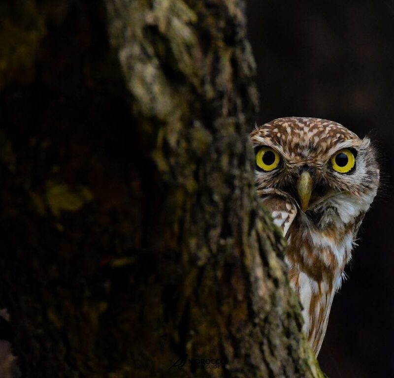 Birding Tour In Morocco with morocco bird guide