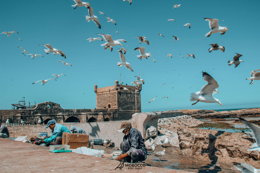 Bird guide showing Birds Native to Morocco in their natural habitats